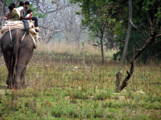 Elephant Safari 3